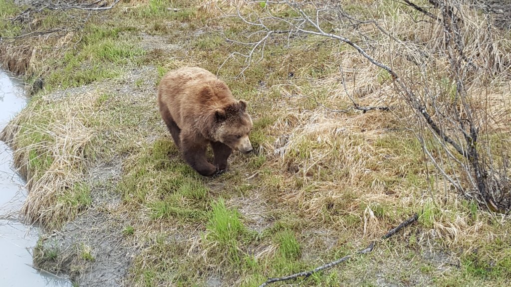 alaskawildlifeconservationcenter6.jpg