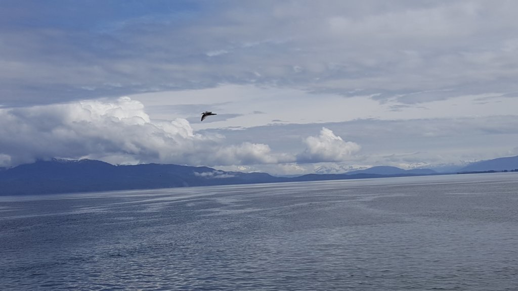 icystraitpointhoonahwhalewatching14.jpg