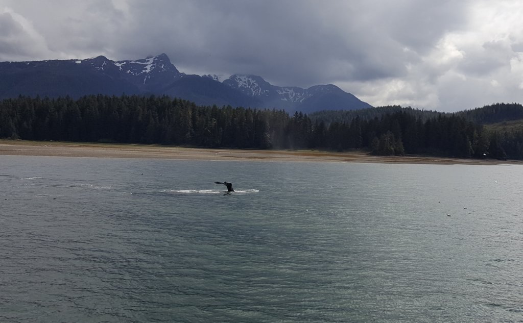icystraitpointhoonahwhalewatching22.jpg